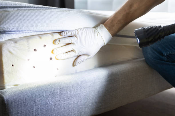 Best Affordable Pest Control Services  in Kettle Falls, WA