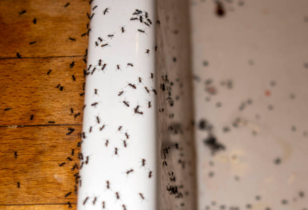 Best Exterminator Services  in Kettle Falls, WA